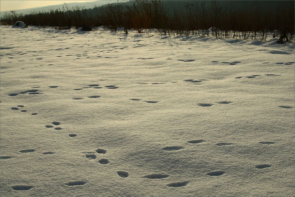 Spuren im Schnee