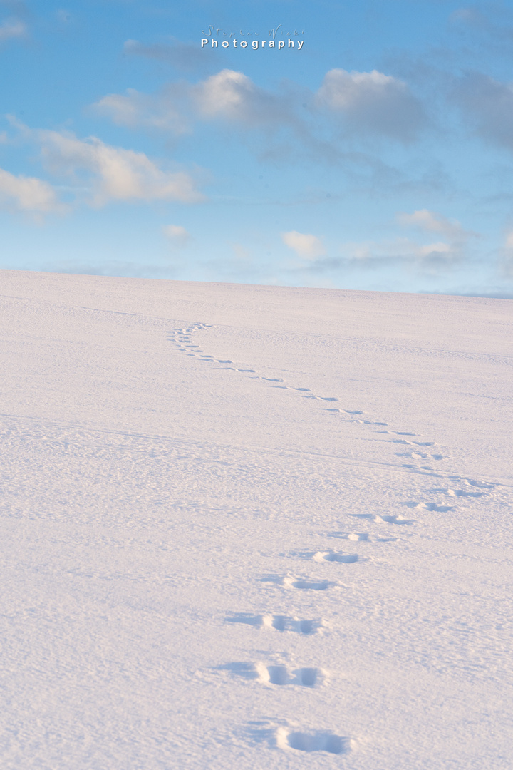 Spuren im Schnee