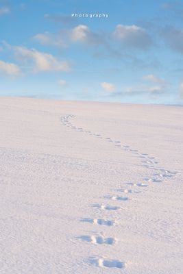 Spuren im Schnee