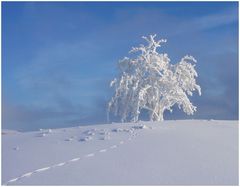 Spuren im Schnee...