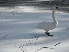 Spuren im Schnee