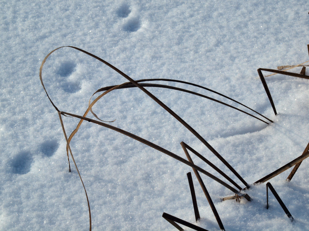 Spuren im Schnee