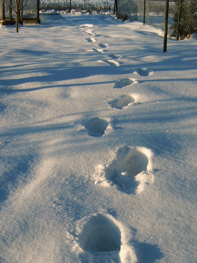 Spuren im Schnee von Michaela Schulz M-V 
