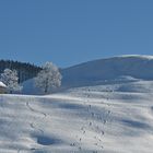 Spuren im Schnee