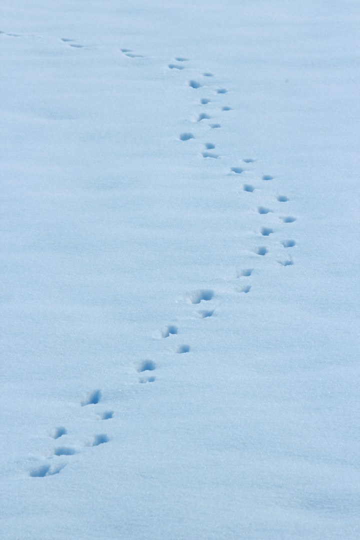 Spuren im Schnee