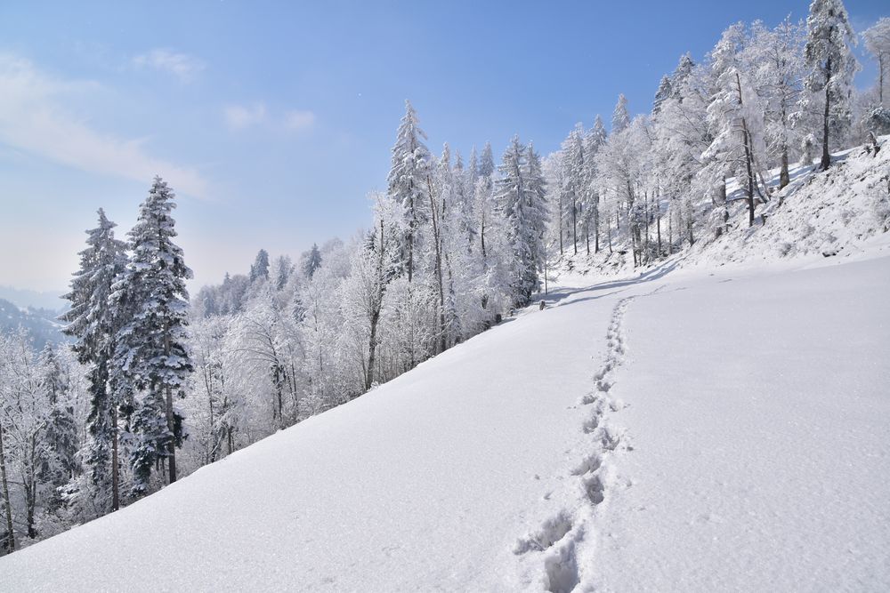 Spuren im Schnee