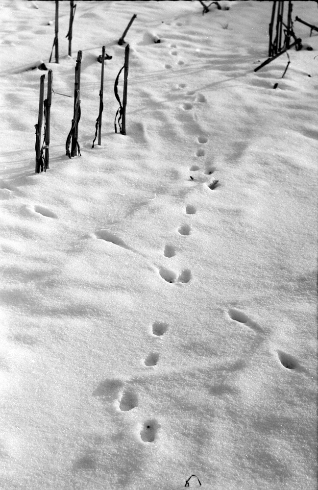 Spuren im Schnee