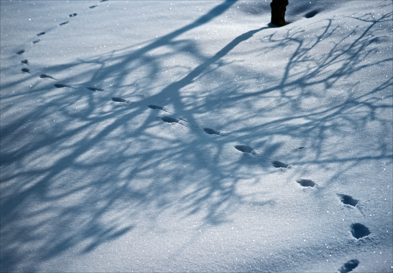 Spuren im Schnee