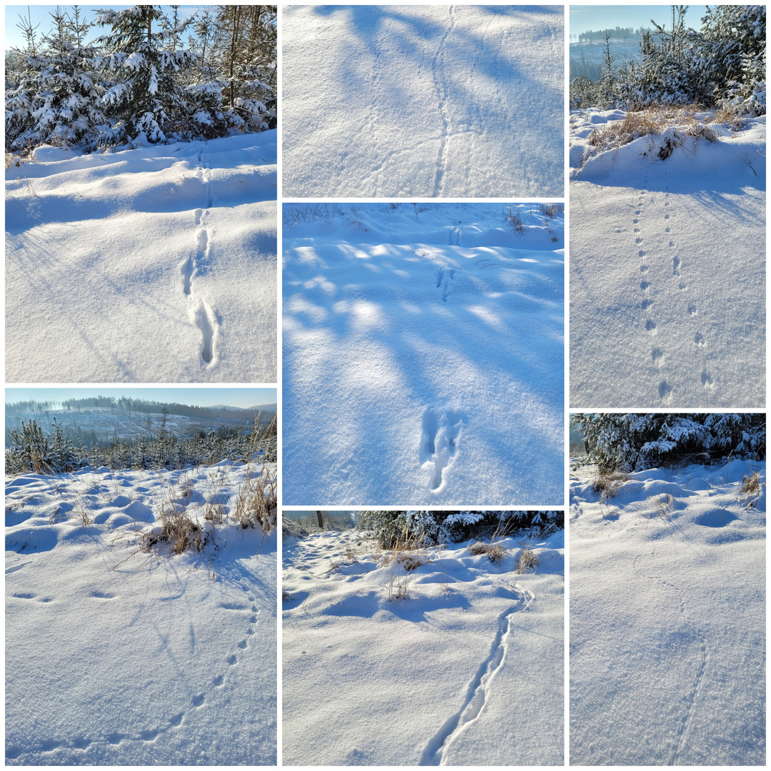 Spuren im Schnee 