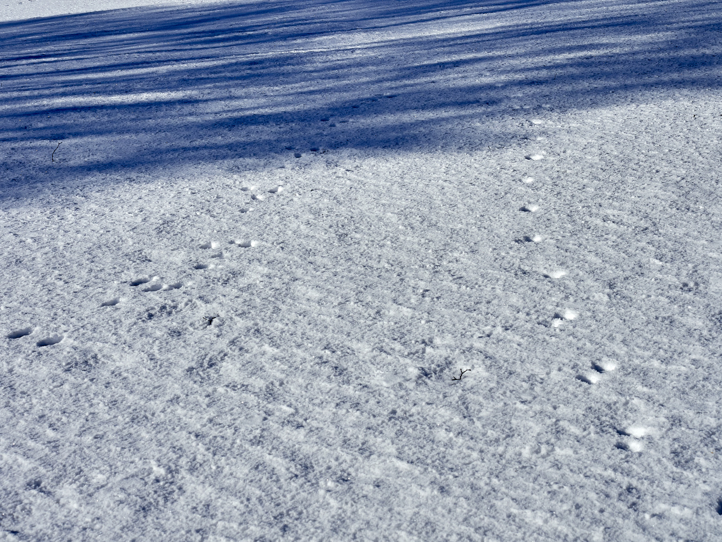 Spuren im Schnee