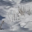 spuren im schnee 