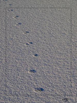 "Spuren im Schnee"