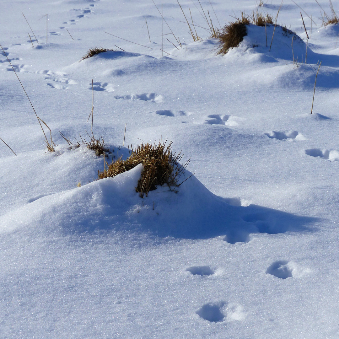 Spuren im Schnee