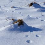 Spuren im Schnee