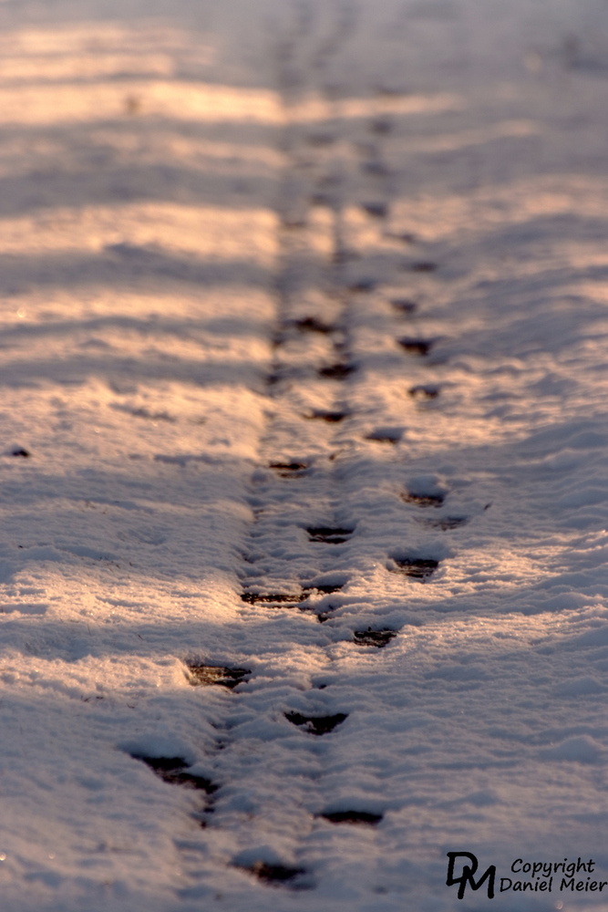 Spuren im Schnee...