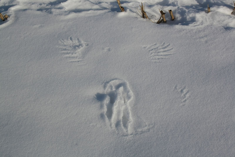 Spuren im Schnee