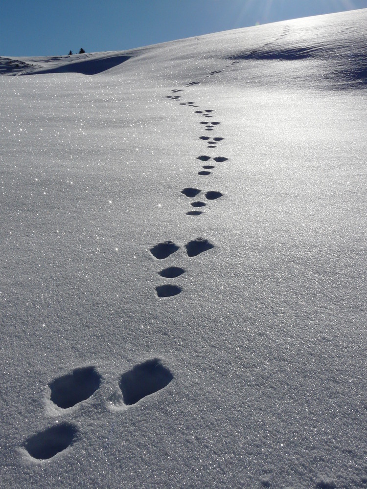 Spuren im Schnee