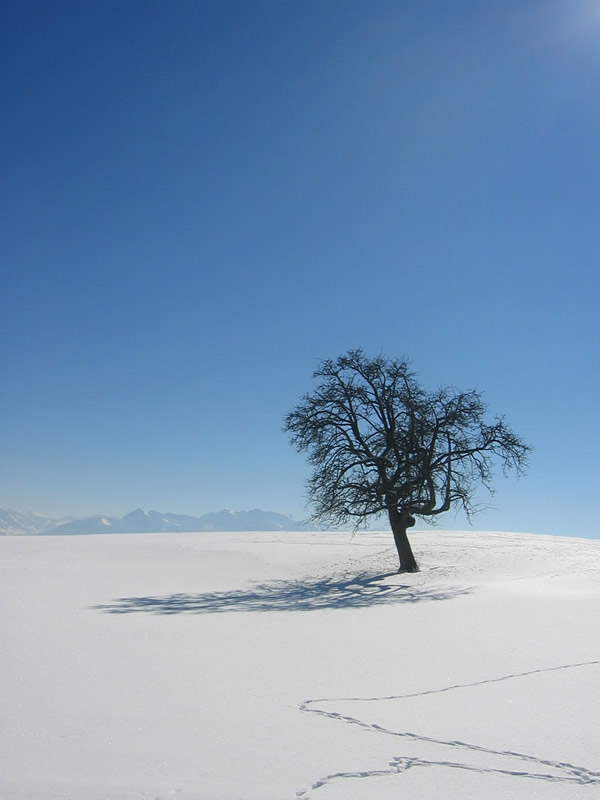 spuren im schnee