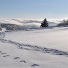 SPUREN im SCHNEE