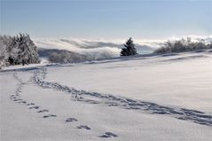 SPUREN im SCHNEE