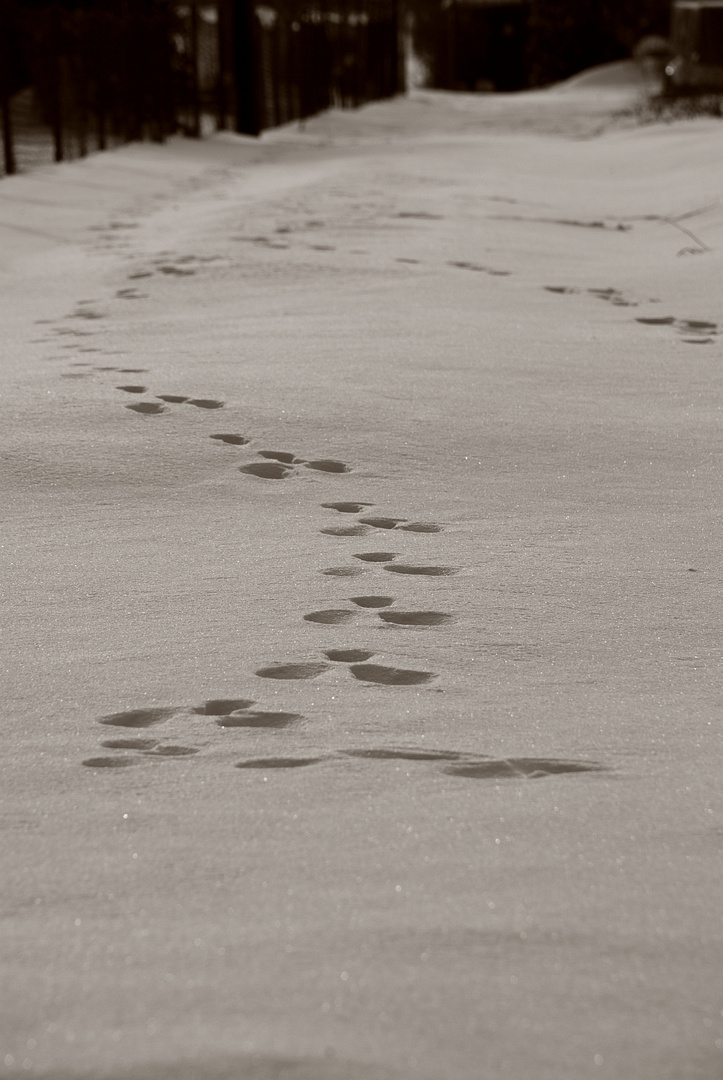 Spuren im Schnee