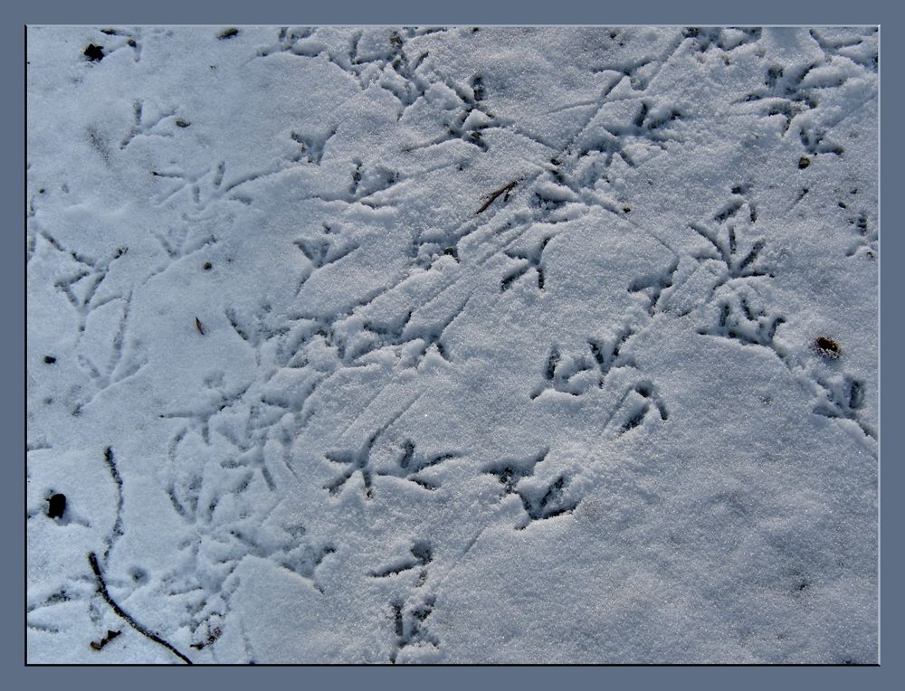 Spuren im Schnee von Konstanzer 