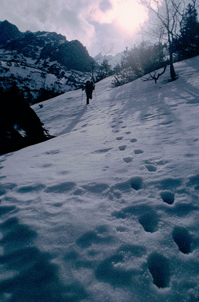 Spuren im Schnee