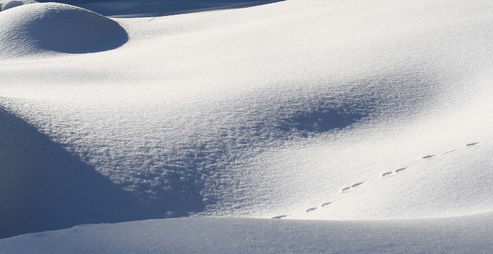 SPUREN IM SCHNEE