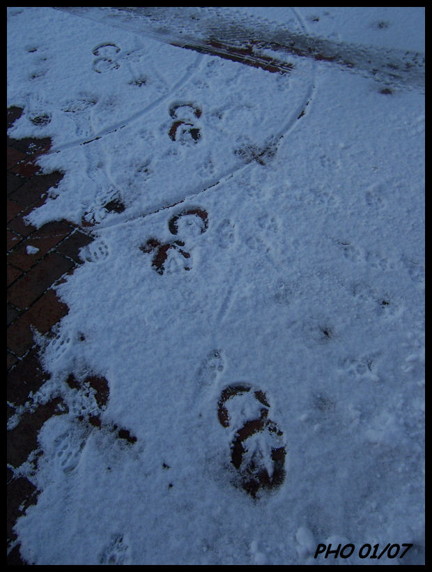 Spuren im Schnee Foto & Bild tiere, spuren von tieren, natur Bilder auf
