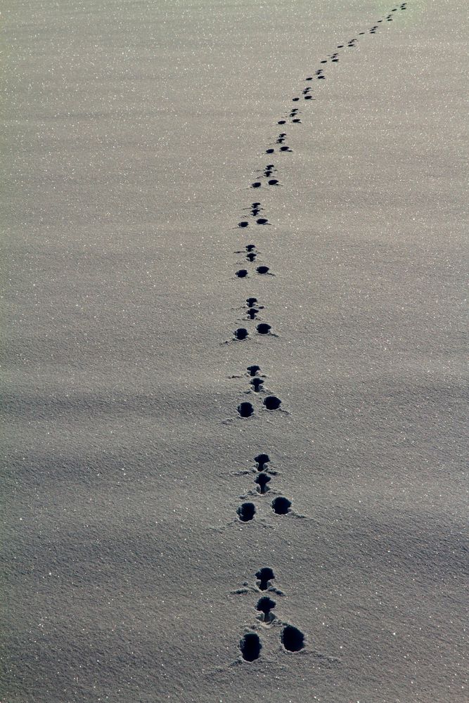 Spuren im Schnee