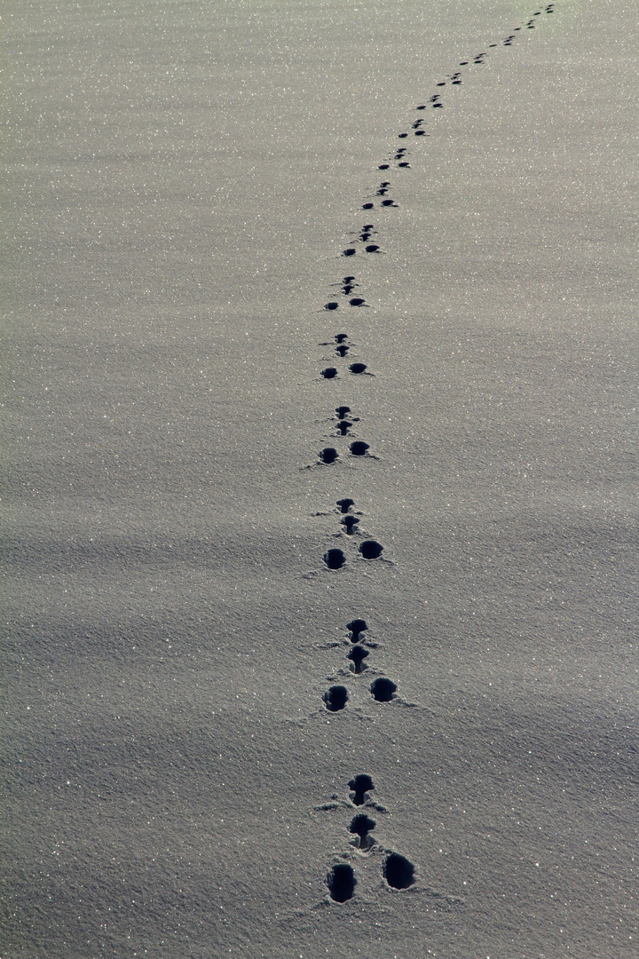 Spuren im Schnee