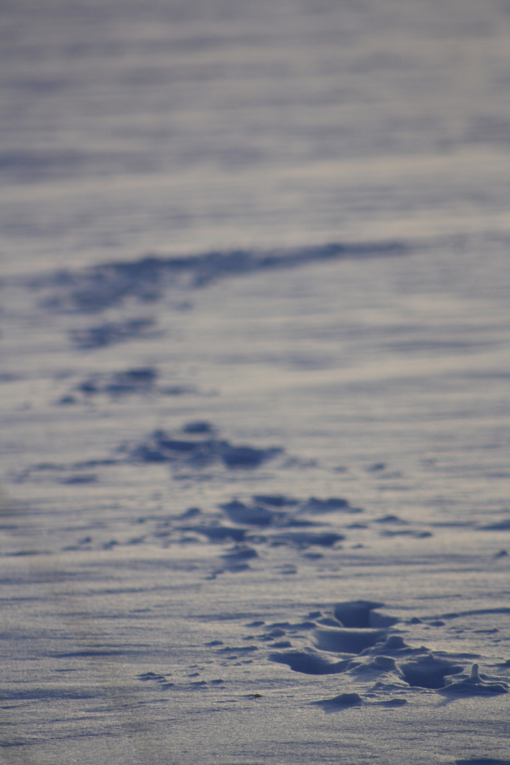 Spuren im Schnee