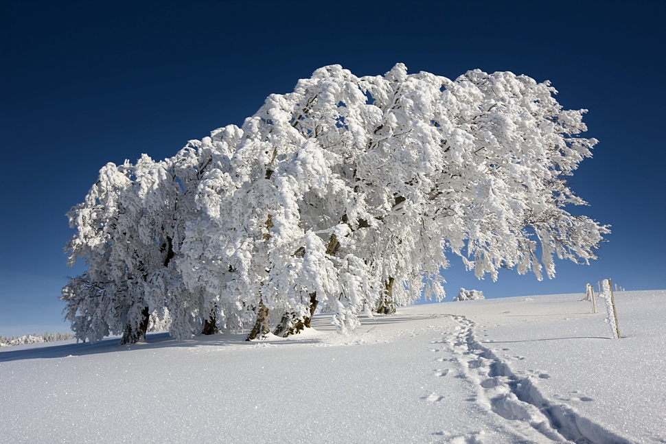 Spuren im Schnee