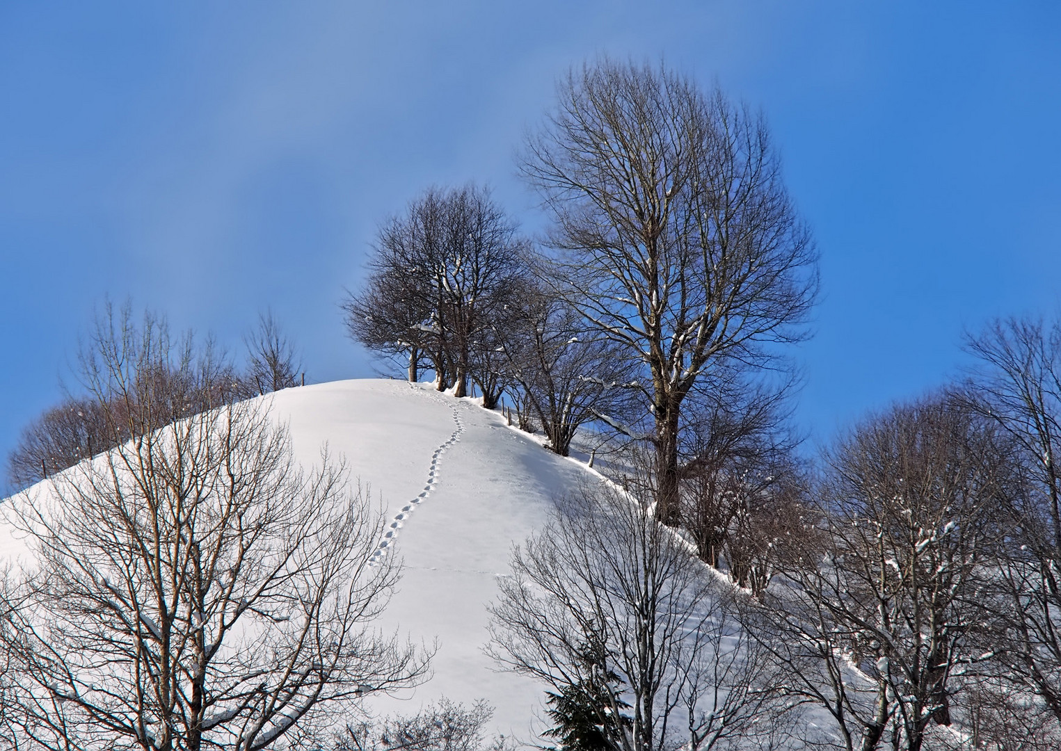 Spuren im Schnee ...