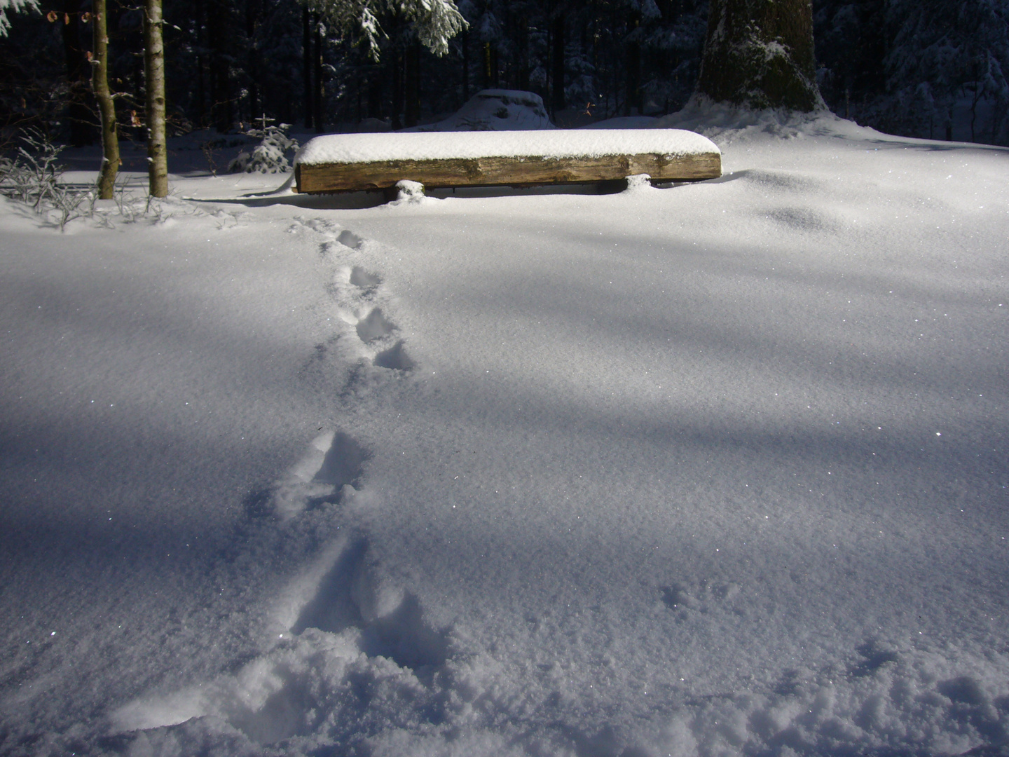 Spuren im Schnee