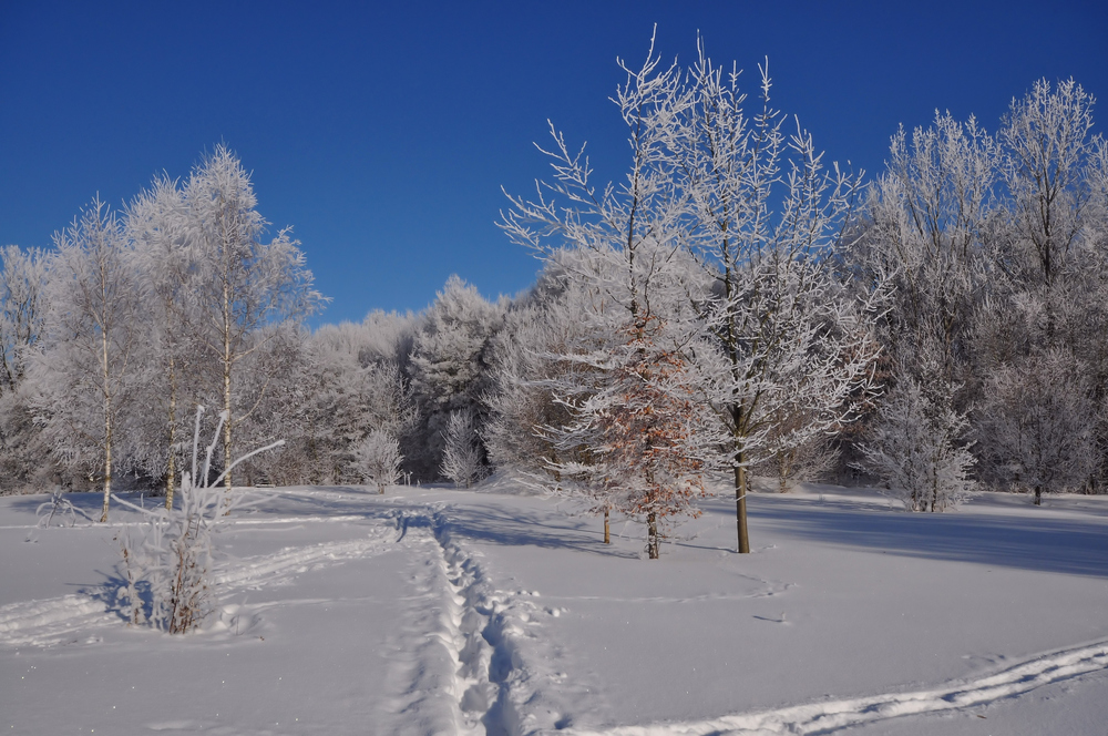 Spuren im Schnee...........