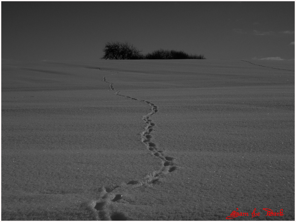 Spuren im Schnee