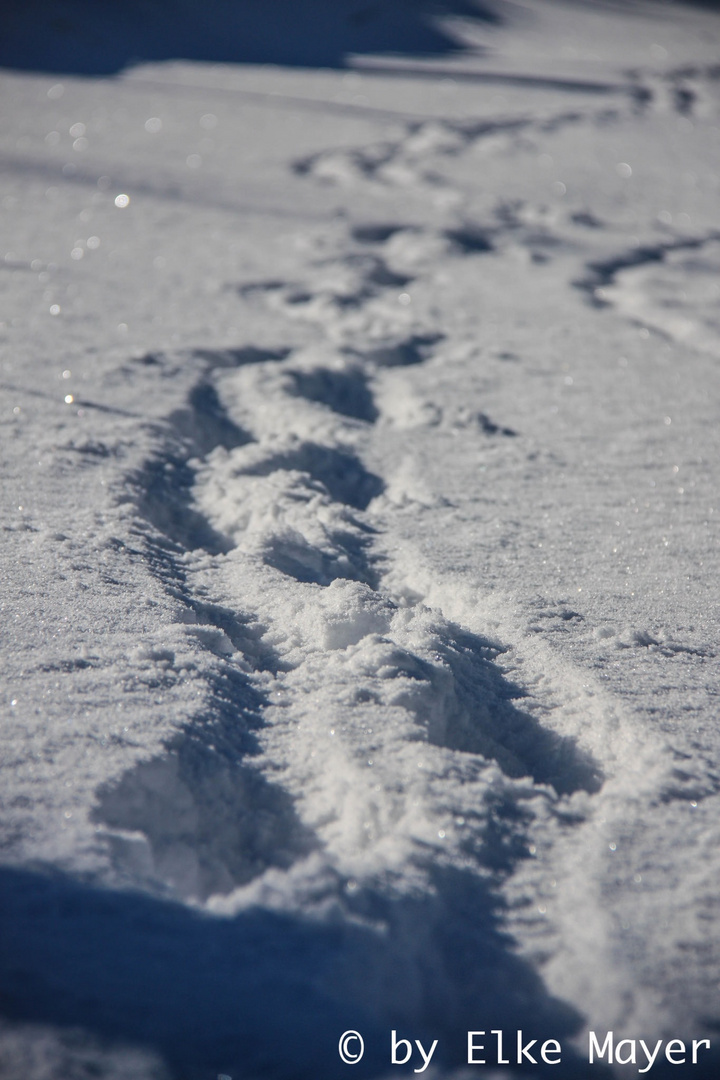 Spuren im Schnee