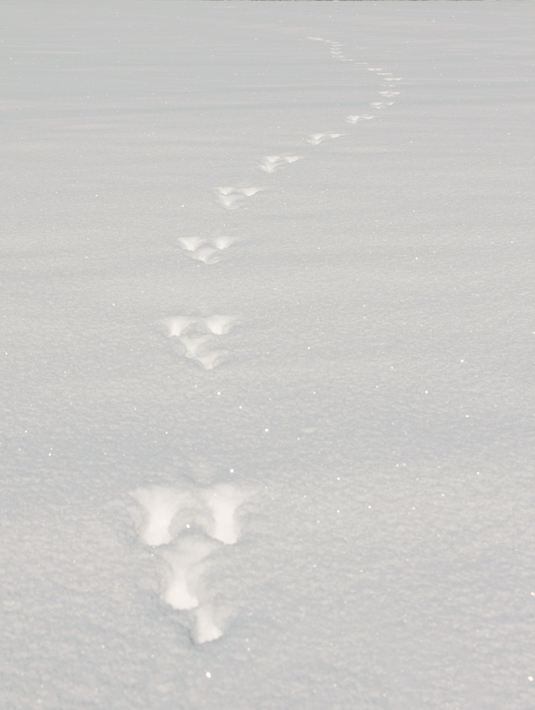 Spuren im Schnee...