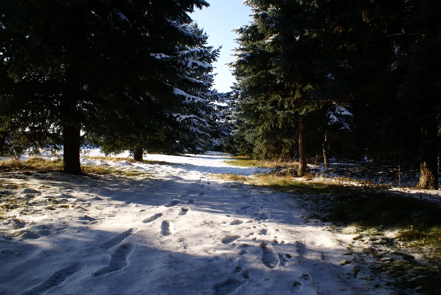 Spuren im Schnee