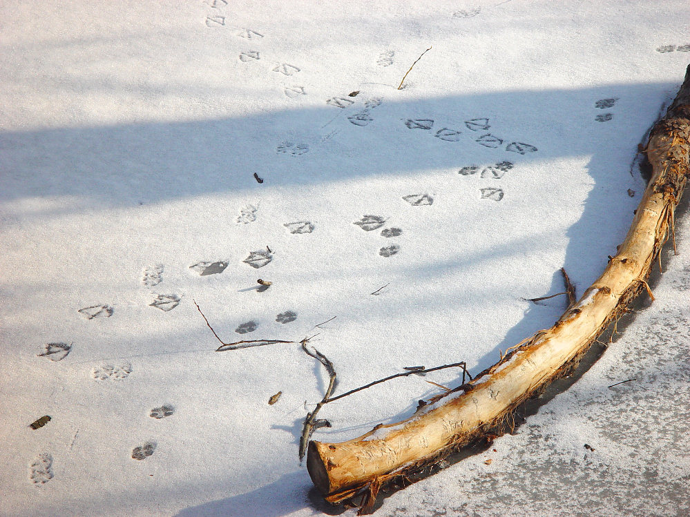 Spuren im Schnee