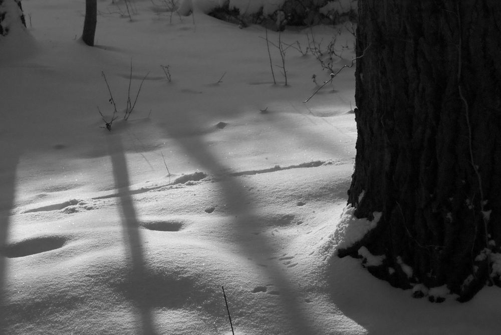 Spuren im Schnee von bellasfrauchen