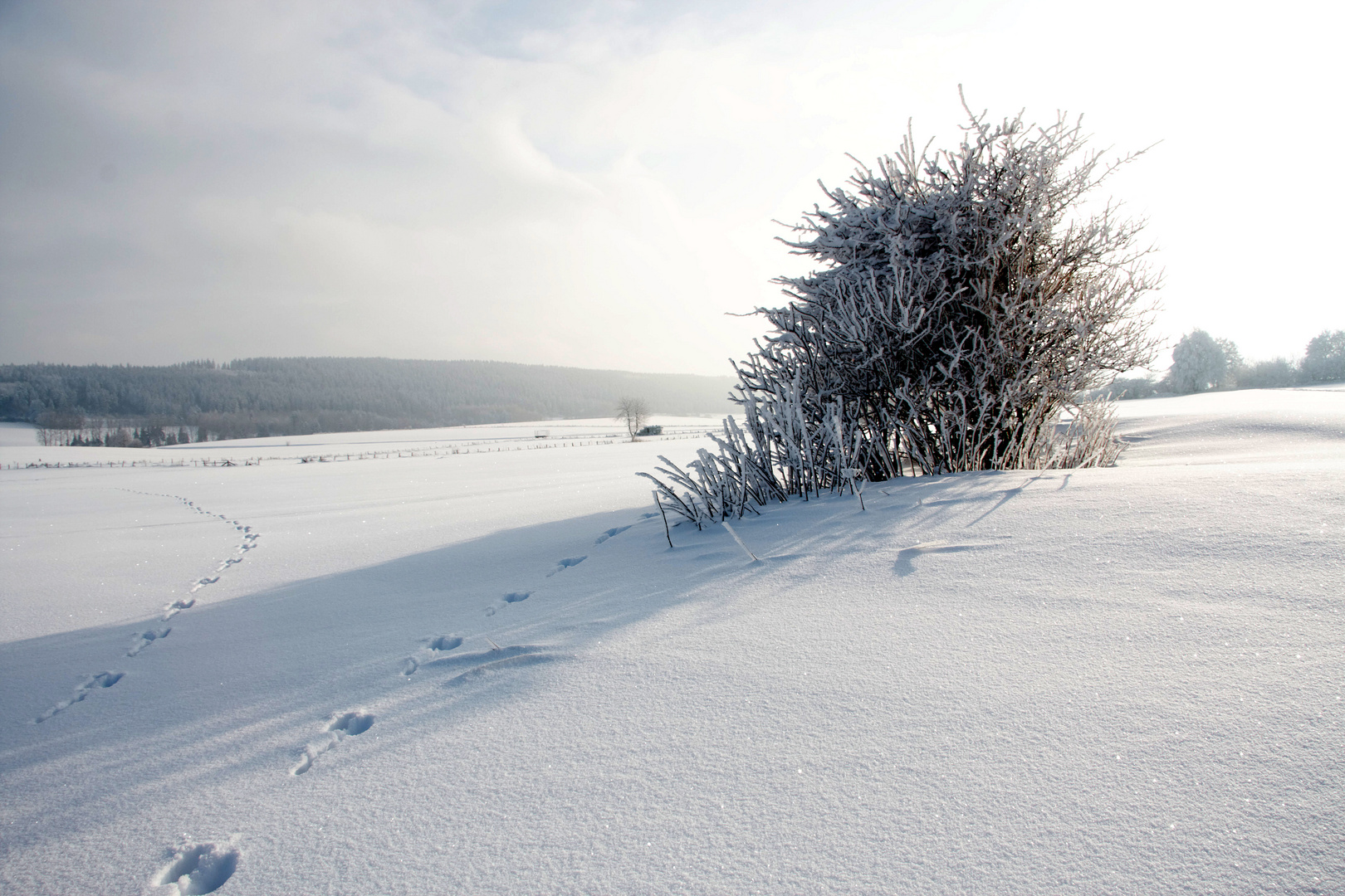 Spuren im Schnee