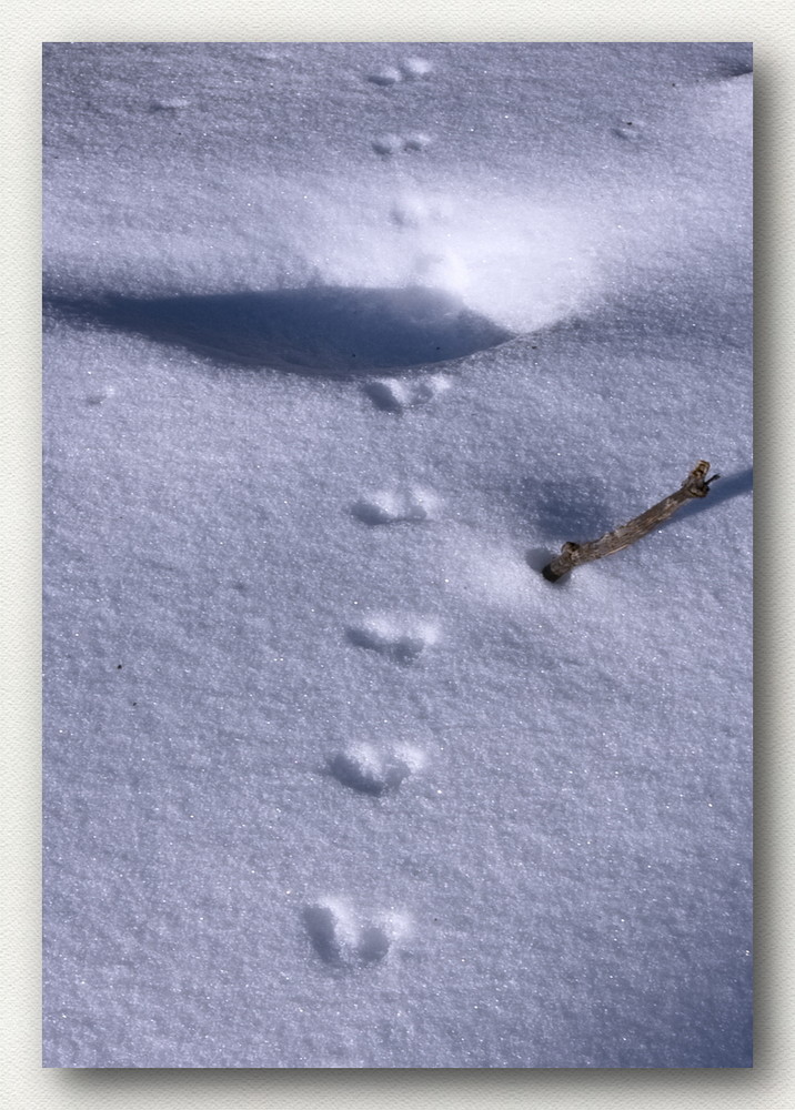 Spuren im Schnee