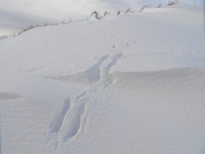 Spuren im Schnee