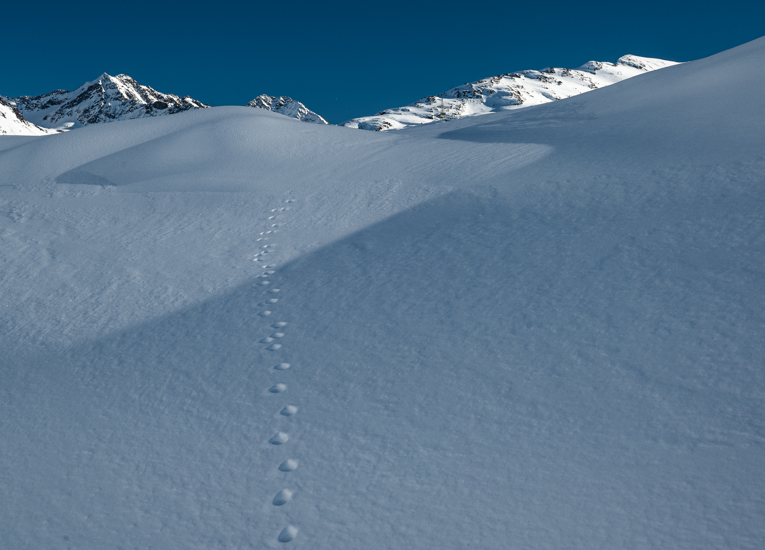 spuren im schnee