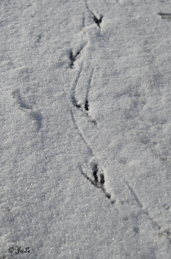 Spuren im Schnee...