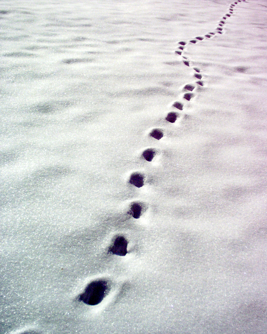 Spuren im Schnee