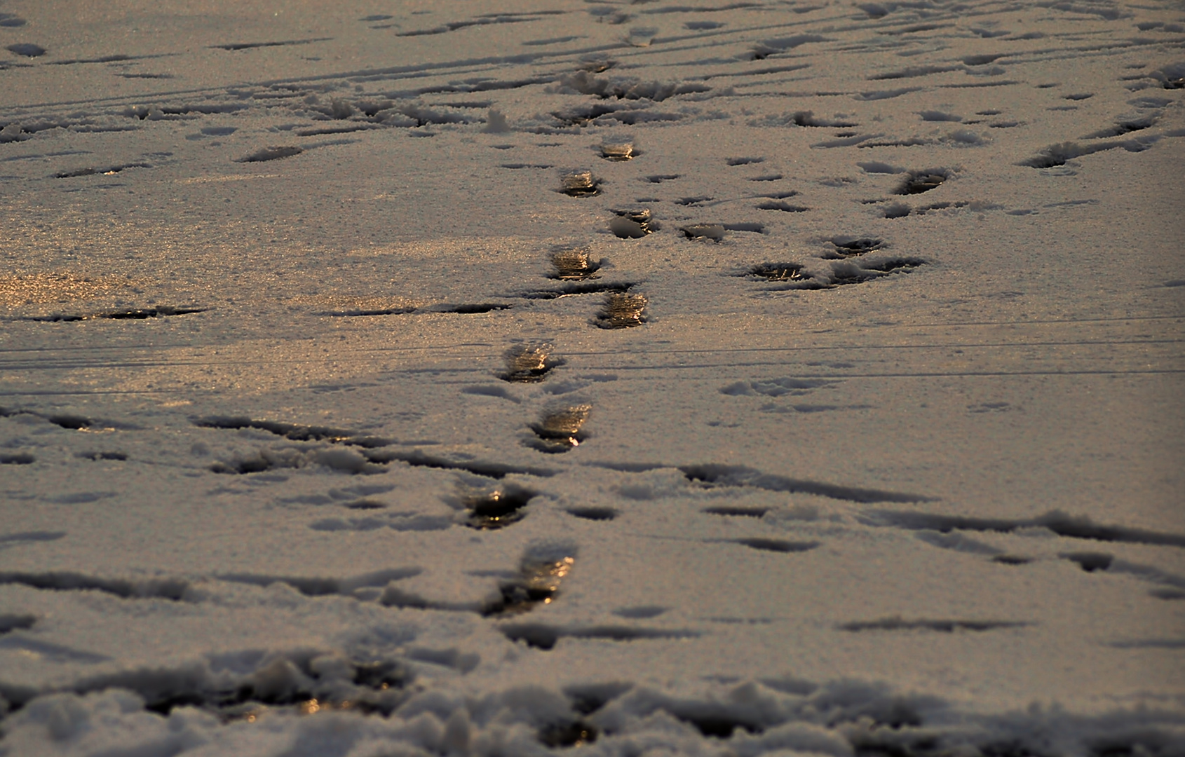 Spuren im Schnee