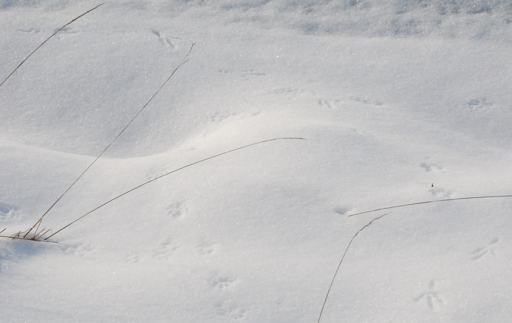 Spuren im Schnee